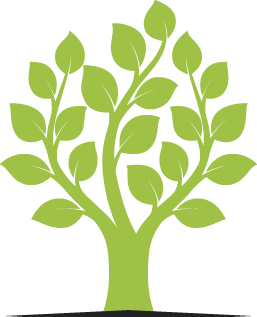Beech Tree Pruning