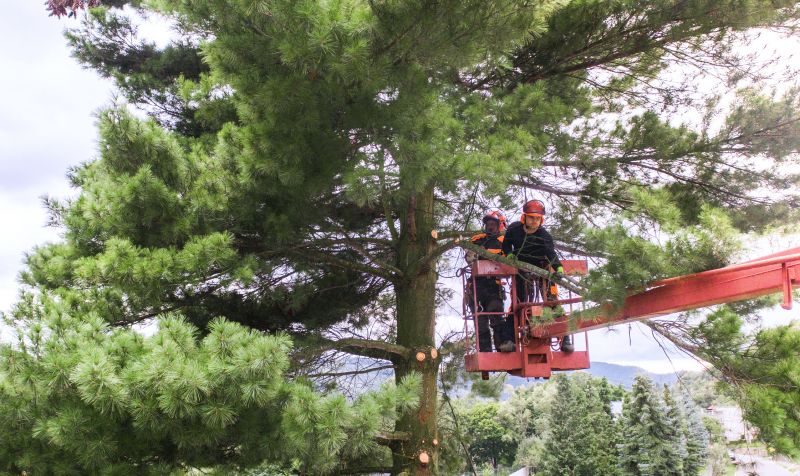 Beech Tree Pruning