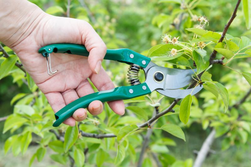 Bradford Pear Tree Pruning in Doylestown, PA