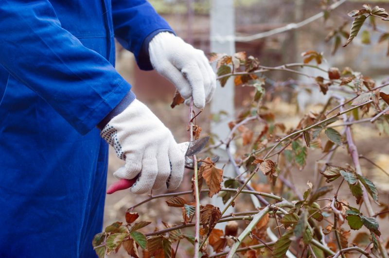 Butterfly Bush Pruning in Ventura County, CA