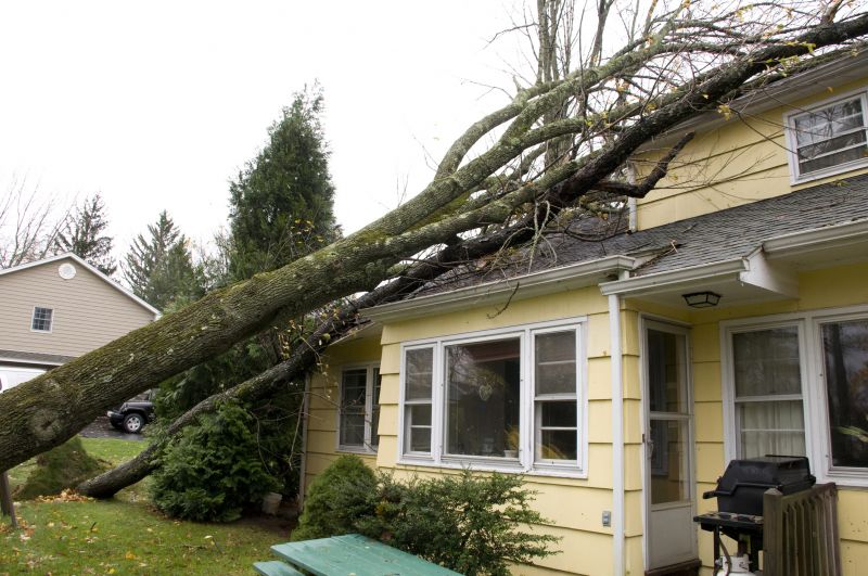 Tree on Residential Property