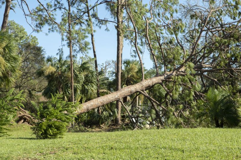Fallen Tree in Yard