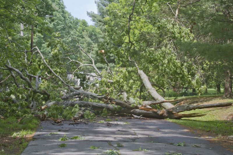 Tree Blocking Driveway