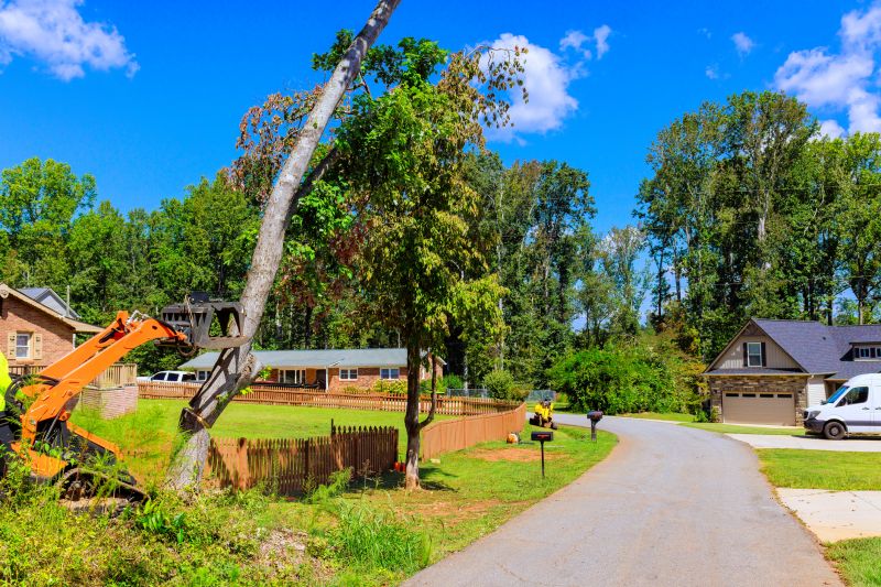 Large Tree Removal Equipment