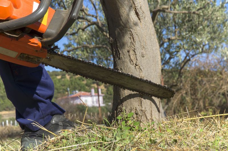Palm Tree Removal in San Jose, CA
