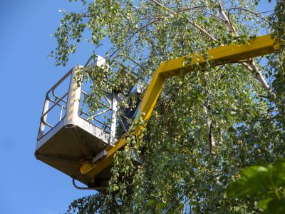 Residential Tree Service in San Jose, CA