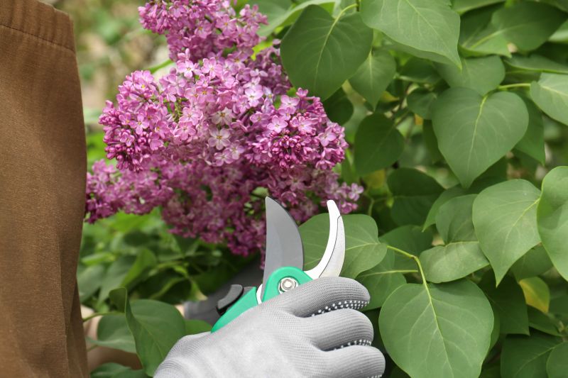 Rhododendron Pruning in Rockwall, TX