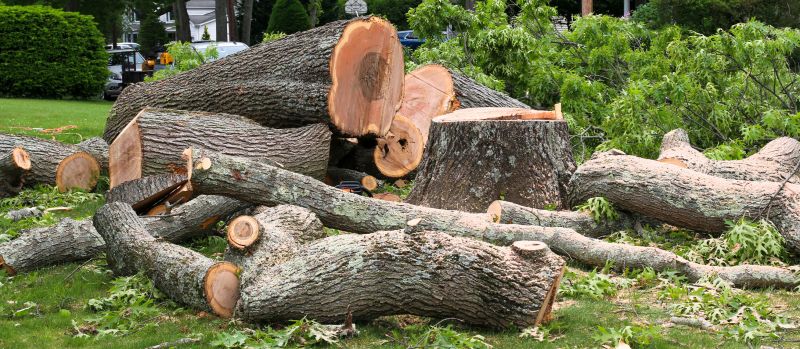 Spruce Tree Removal in San Jose, CA