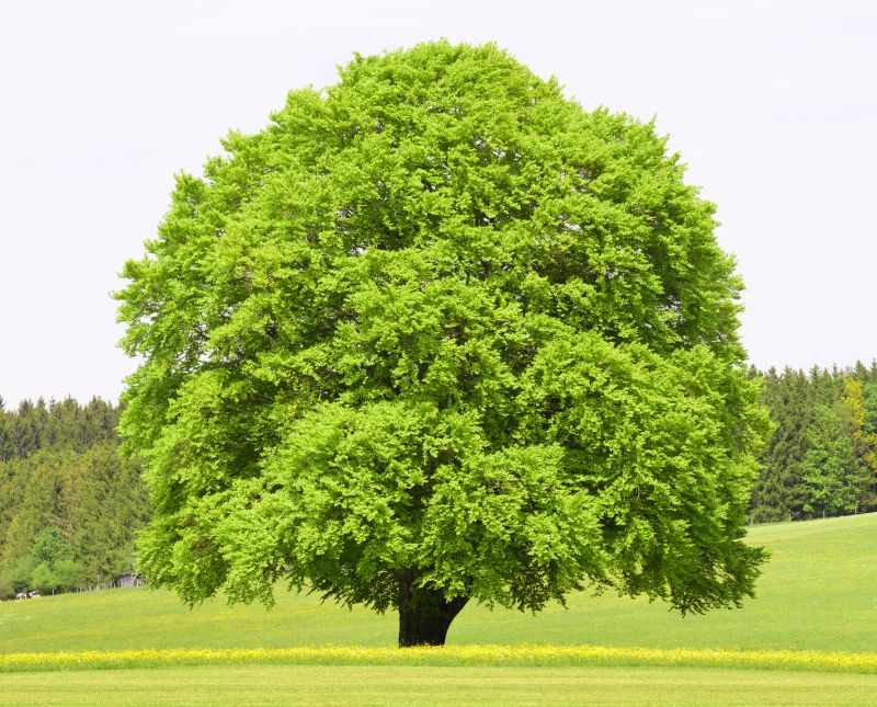 Beech Tree Pruning