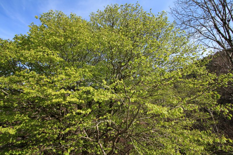 Extend Tree Lifespan