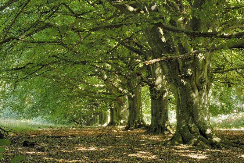 Enhance Tree Shape and Aesthetics