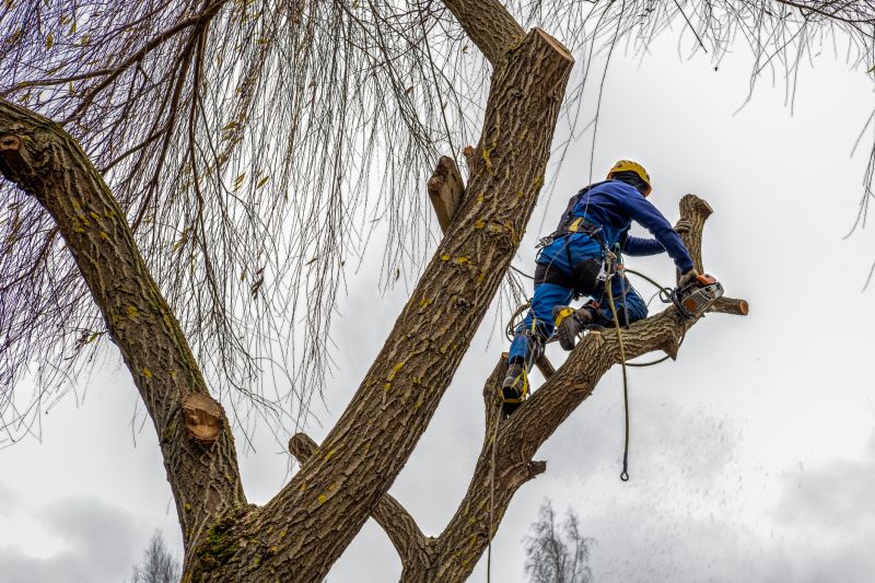 Contact About Beech Tree Pruning
