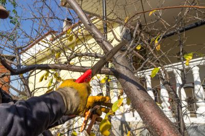 Limbs Trimming in Allentown, PA